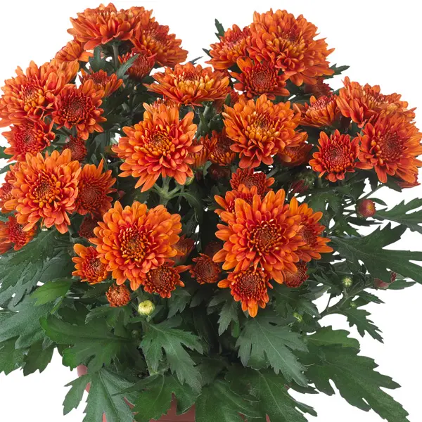 Pot Mum Chrysanthemum Ultimum Collection Pot Mum Chrysanthemum Ultimum Collection