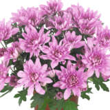 Pot Chrysanthemum – Chrystal Pink Pot Chrysanthemum – Chrystal Pink