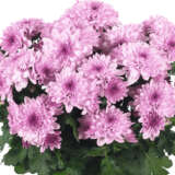 Pot Mum Chrysanthemum Ultimum Collection Pot Mum Chrysanthemum Ultimum Collection