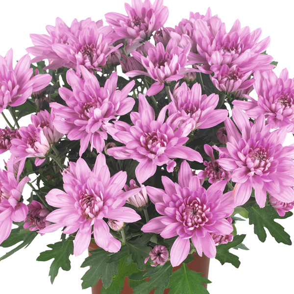 Pot Chrysanthemum – Chrystal Pink Pot Chrysanthemum – Chrystal Pink
