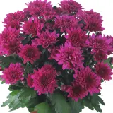 Pot Mum Chrysanthemum Ultimum Collection Pot Mum Chrysanthemum Ultimum Collection