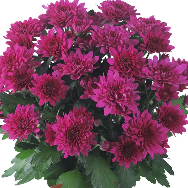 Pot Mum Chrysanthemum Ultimum Collection Pot Mum Chrysanthemum Ultimum Collection