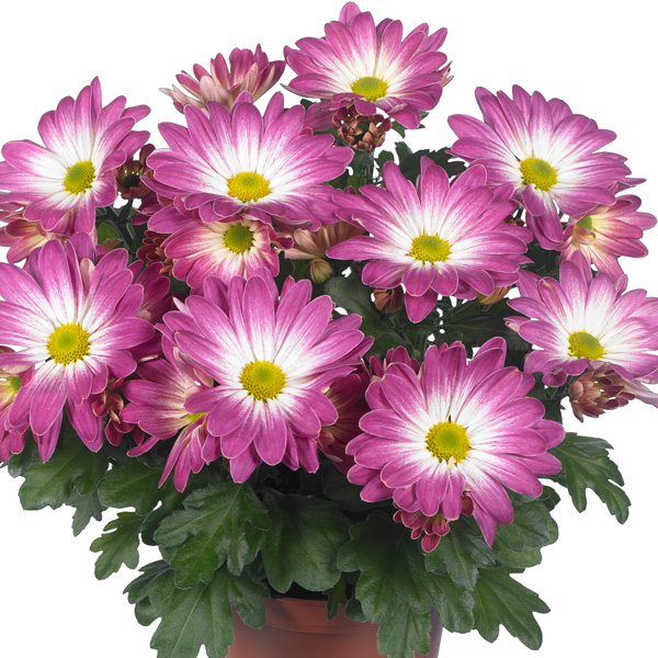 Pot Chrysanthemum – Rainbow Pink Secret Pot Chrysanthemum – Rainbow Pink Secret