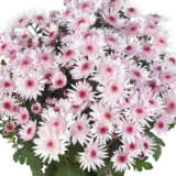 Pot Mum Splash Sweet - Garden Express Australia