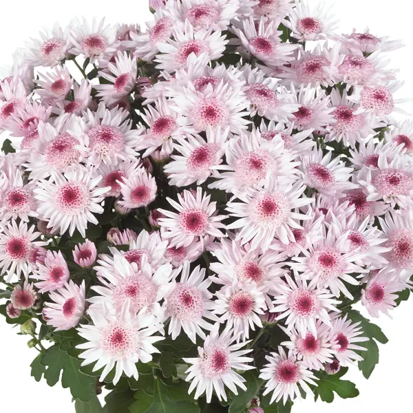 Pot Chrysanthemum – Splash Sweet Pot Chrysanthemum – Splash Sweet
