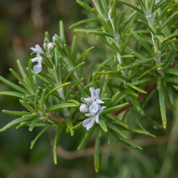 Rosemary White Rosemary White