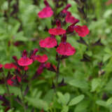 Salvia Mirage Burgundy Salvia Mirage Burgundy