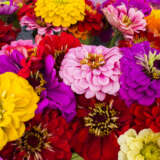 Zinnia Benarys Giant Mixed 3pk Zinnia Benarys Giant Mixed 3pk
