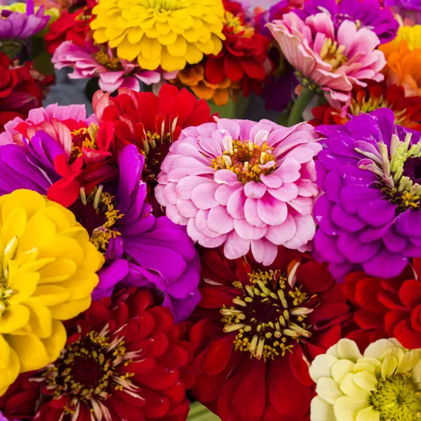 Zinnia Benarys Giant Mixed 3pk Zinnia Benarys Giant Mixed 3pk