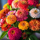 Zinnia Zinderella Mixed 3pk Zinnia Zinderella Mixed 3pk
