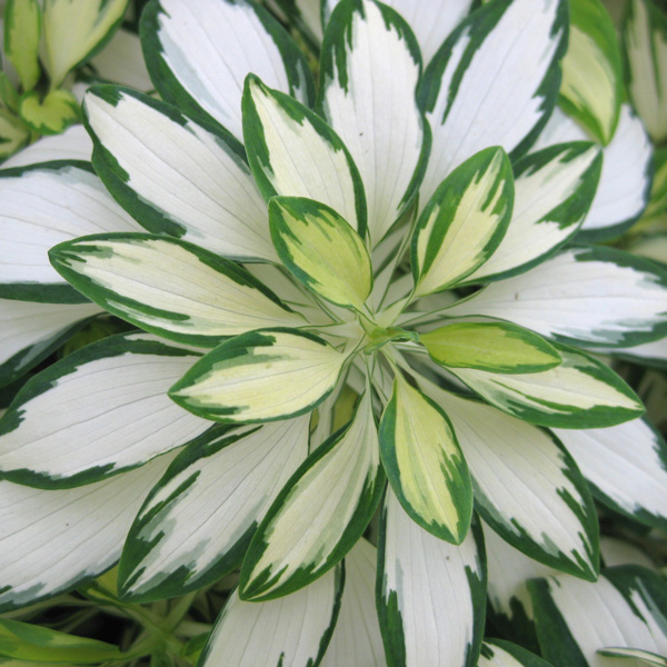 Alstroemeria Rock And Roll Alstroemeria Rock And Roll