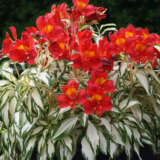 Alstroemeria Rock And Roll Alstroemeria Rock And Roll