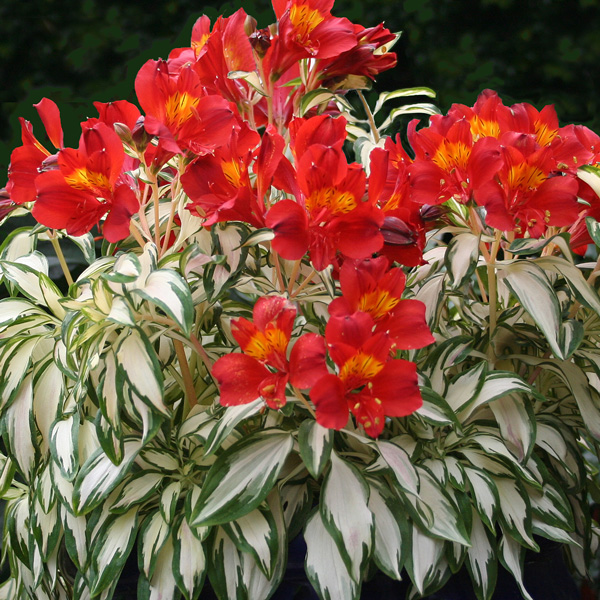 Alstroemeria Rock And Roll Alstroemeria Rock And Roll