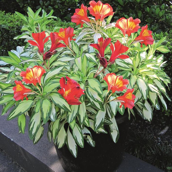 Alstroemeria Rock And Roll Alstroemeria Rock And Roll