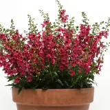 Angelonia Archangel Cherry Red P68angacr - Garden Express Australia