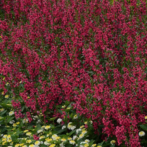 Angelonia Archangel Cherry Red Angelonia Archangel Cherry Red