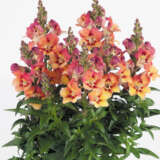 Antirrhinum Antirinca Copper Apricot Antirrhinum Antirinca Copper Apricot