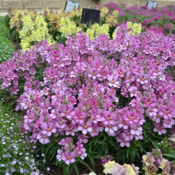 Antirrhinum Antirinca Rose Antirrhinum Antirinca Rose