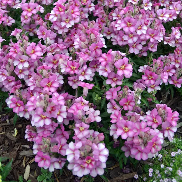 Antirrhinum Antirinca Collection Antirrhinum Antirinca Collection
