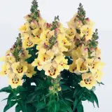 Antirrhinum Antirinca Yellow Maroon P68antaym - Garden Express Australia
