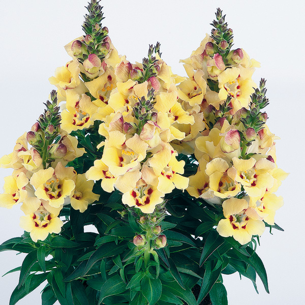 Antirrhinum Antirinca Yellow Maroon Antirrhinum Antirinca Yellow Maroon