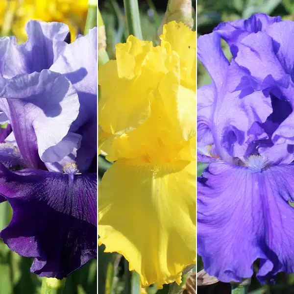 Bearded Iris Collection 3 Bearded Iris Collection 3