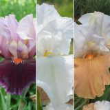 Bearded Iris Collection 4 2026 Colbircol - Garden Express Australia