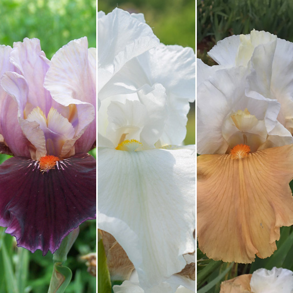 Bearded Iris Collection 4 Bearded Iris Collection 4