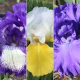 Bearded Iris Collection 5 2026 Colbircol - Garden Express Australia