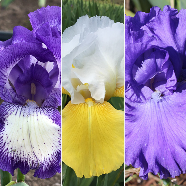Bearded Iris Collection 5 Bearded Iris Collection 5