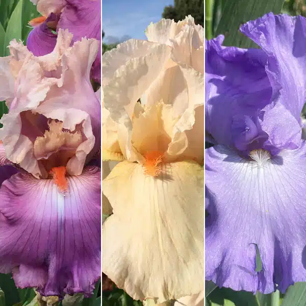 Bearded Iris Collection 6 Bearded Iris Collection 6