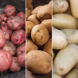 Certified Seed Potato Autumn Coll 1 Colcspac1 2025 - Garden Express Australia