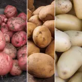 Certified Seed Potato Autumn Coll 1 Colcspac1 2025 - Garden Express Australia
