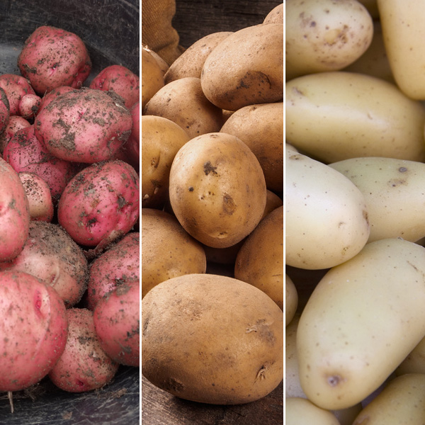 Certified Seed Potato Autumn Collection 1 Certified Seed Potato Autumn Collection 1