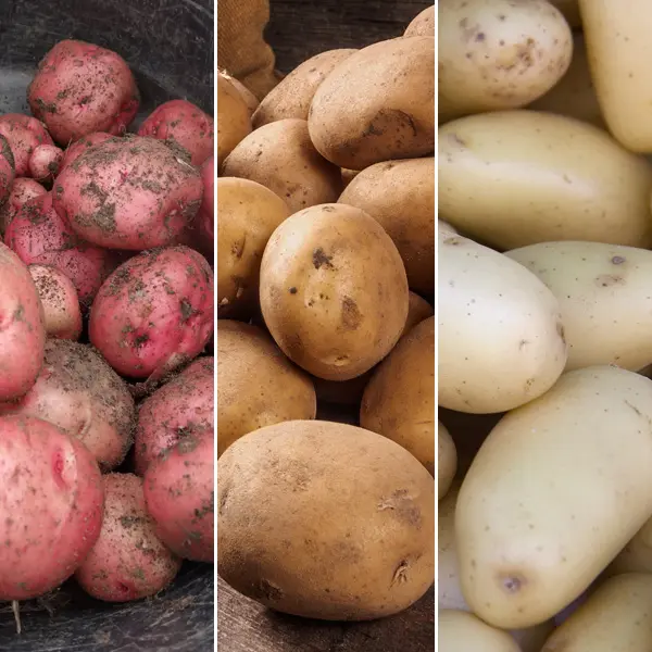 Certified Seed Potato Autumn Collection 1 Certified Seed Potato Autumn Collection 1