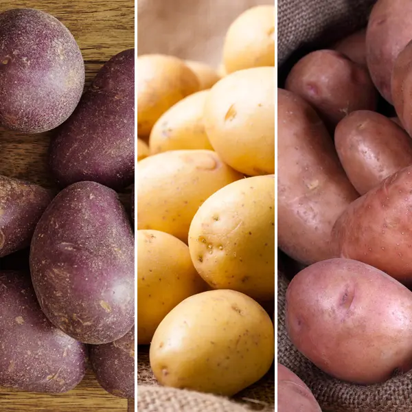 Certified Seed Potato Autumn Collection 2 Certified Seed Potato Autumn Collection 2