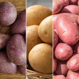 Certified Seed Potato Winter Coll 1 Colcspwc1 2026 - Garden Express Australia