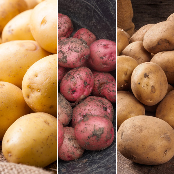 Seed Potato Winter Collection 2