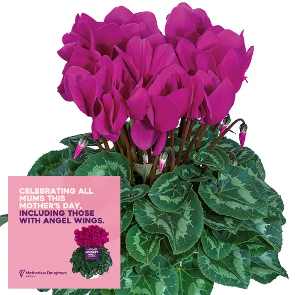 Cyclamen Mothers Halo Halios Bright Purple Cyclamen Mothers Halo Halios Bright Purple
