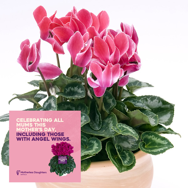Cyclamen Mothers Halo Halios Magenta Flame Cyclamen Mothers Halo Halios Magenta Flame