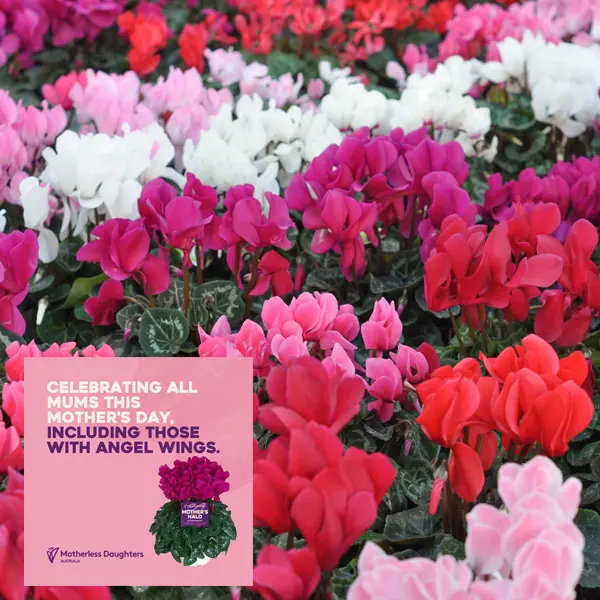 Cyclamen Mothers Halo Halios Winter Mixed Cyclamen Mothers Halo Halios Winter Mixed