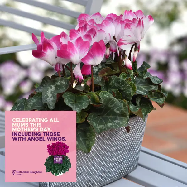 Cyclamen Mothers Halo Indiaka Mixed
