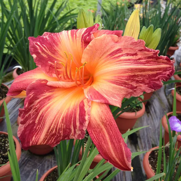 Daylily Pink Stripes Daylily Pink Stripes