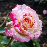 Delbard Rose Camille Pisarro Rosdcpi - Garden Express Australia