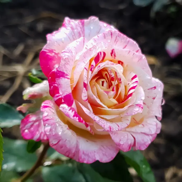 Delbard Rose Camille Pissarro Delbard Rose Camille Pissarro