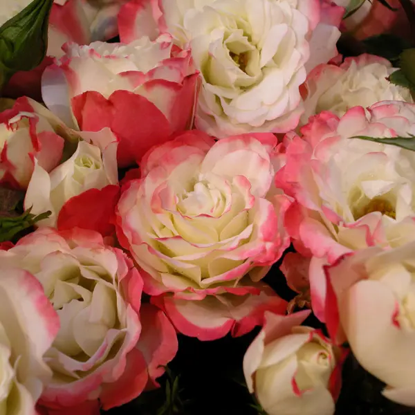Delbard Rose Carmagnole Delbard Rose Carmagnole