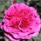 Delbard Rose Chartreuse De Parme Delbard Rose Chartreuse De Parme