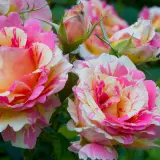 Delbard Rose Claude Monet Delbard Rose Claude Monet