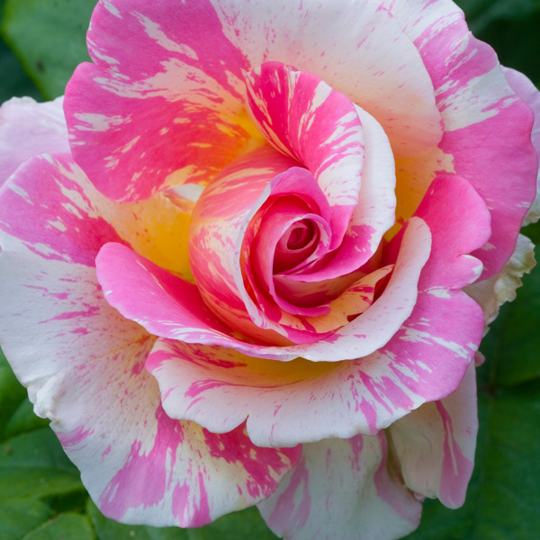 Delbard Rose Claude Monet Delbard Rose Claude Monet
