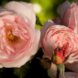Delbard Rose Nahema Delbard Rose Nahema